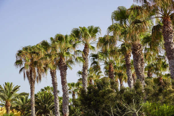istock Palm trees on a blue sky and ble sky background, 935395190