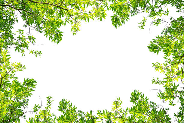 istock green tree leaf branch isolated on white background with copy space 935396112