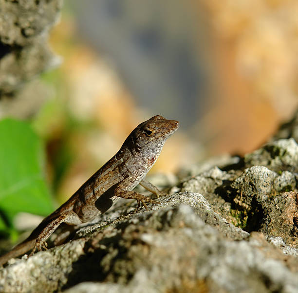 Lizard on stone  polychrotidae stock pictures, royalty-free photos & images