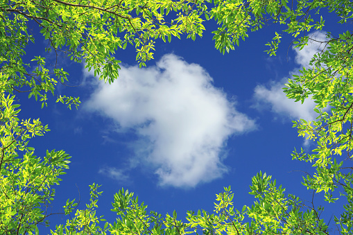 Green leaves against blue sky and white clouds nature background with copy space