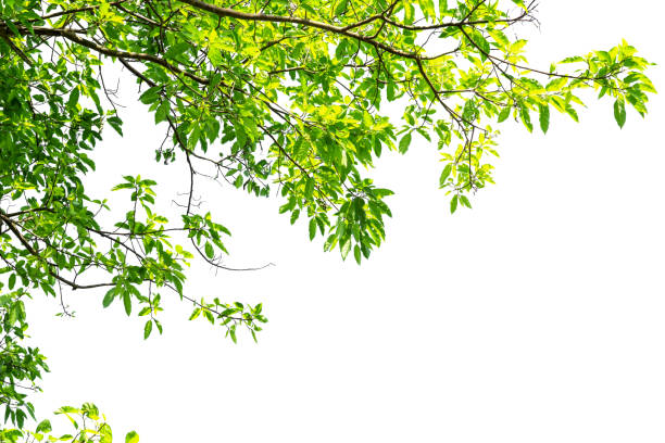 istock green tree leaf branch isolated on white background with copy space 935401116