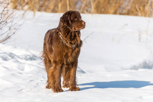 Newfoundland brown dog looking around in winter sunny day. Newfoundland brown dog looking around in winter sunny day newfoundland dog photos stock pictures, royalty-free photos & images