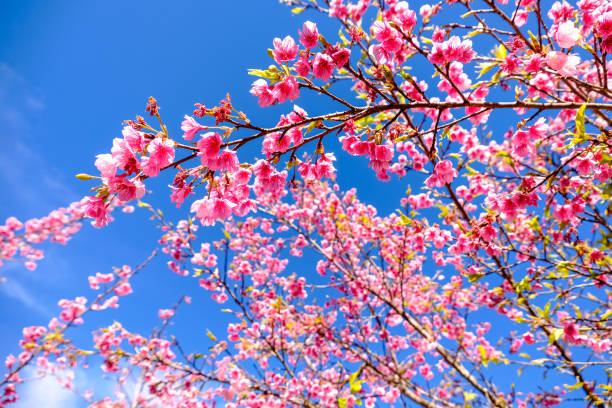 istock Pink Cherry Blossom Against Blue Sky 935404150