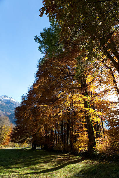 istock Indian Summer: Edge of Copper Beech Forest, Glarus Canton, Switzerland 93540429