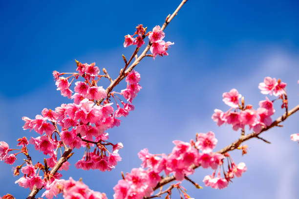 istock Pink Cherry Blossom Against Blue Sky 935405150