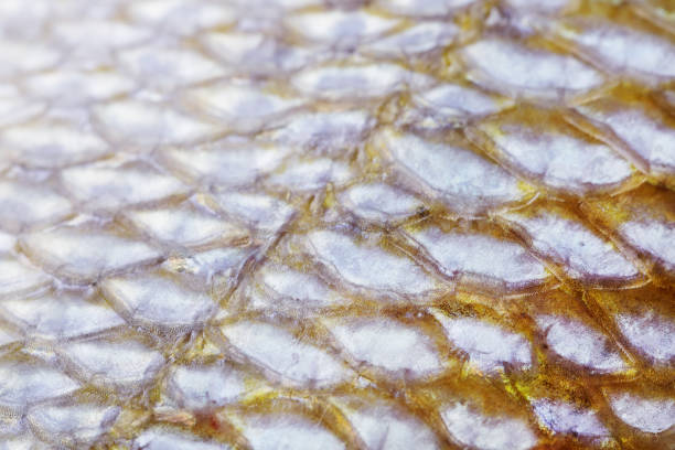 istock Extreme close-up of Grunt fish scale 935405182