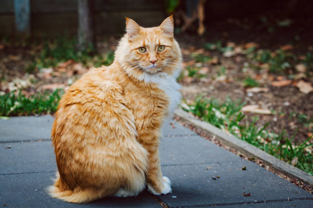 istock Ginger cat sitting on pavement with piercing gaze 935405662