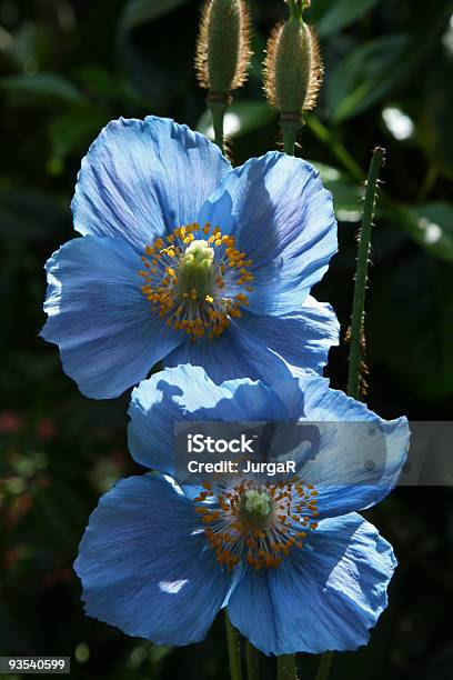 Foto de Iluminação De Papoula Azul e mais fotos de stock de Azul - Azul, Beleza, Beleza natural - Natureza