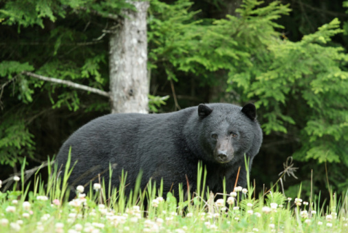 This is an image of a single wild American black bear standing next to the road in the forest in British Columbia, Canada. Focus is on the bear, the flowers in front and the trees in the back are a bit blur.