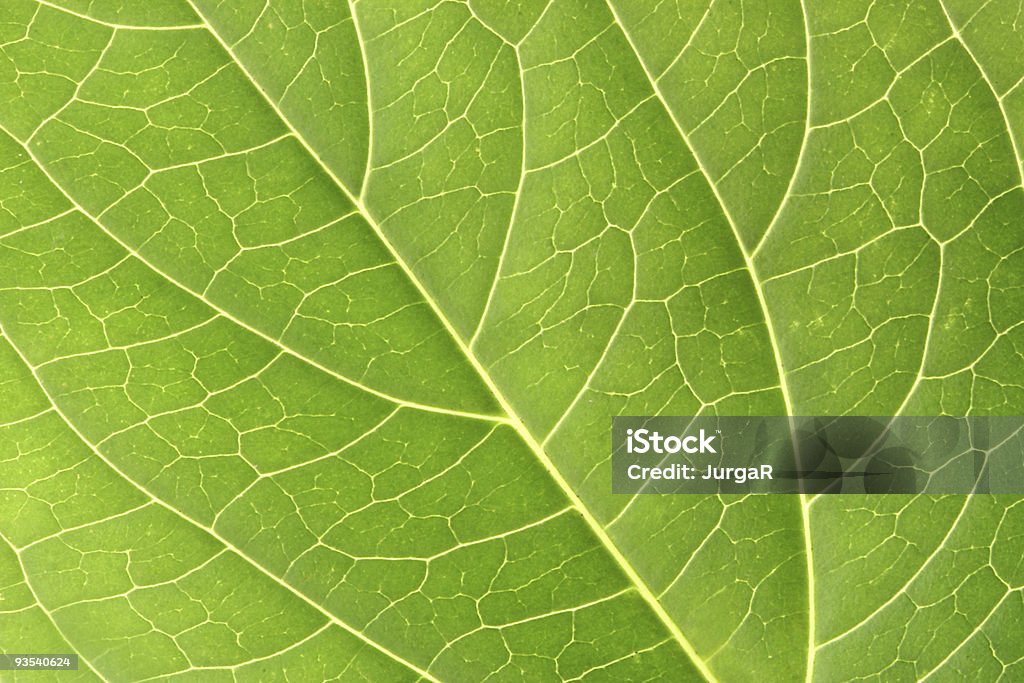 Green Leaf Makro - Lizenzfrei Abstrakt Stock-Foto