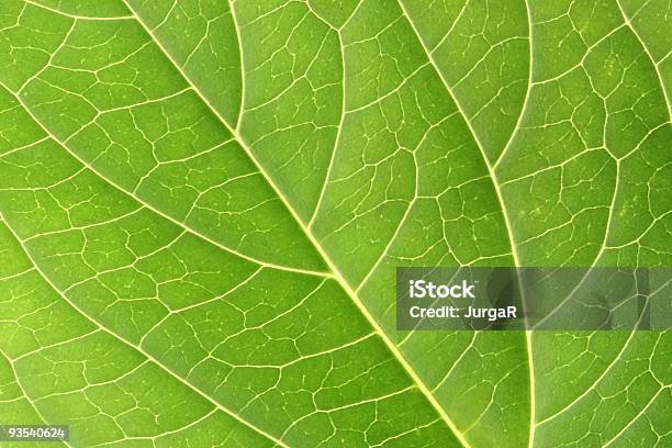 Green Leaf Makro Stockfoto und mehr Bilder von Abstrakt - Abstrakt, Abstrakter Bildhintergrund, Bildhintergrund