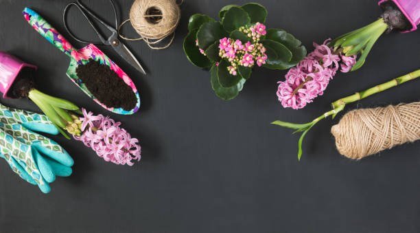 Gardening spring concept with pink calanchoe and hyacinth and tools on black chalkboard. Copy space. Gardening spring concept with pink calanchoe and hyacinth and tools on black chalkboard. Copy space. Top view. calanchoe stock pictures, royalty-free photos & images