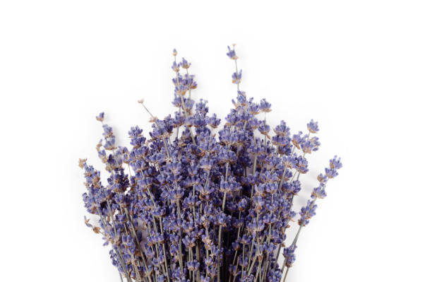istock Bunch of dry lavender isolated on a white background 935410036