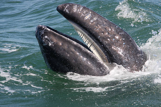 istock Baby whale with Baleen 93541042