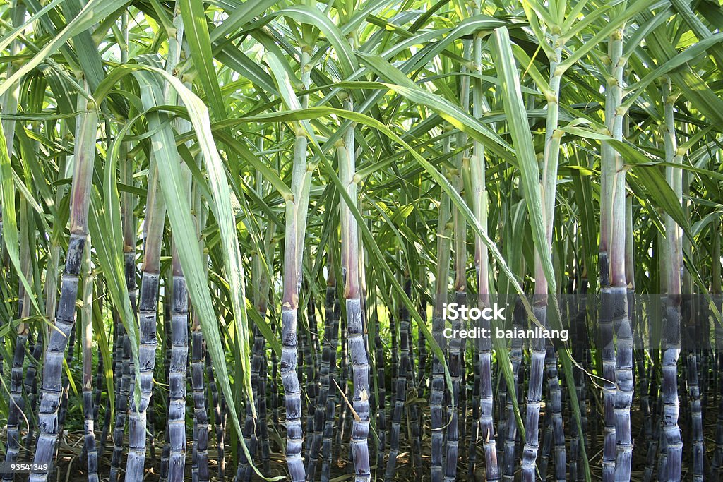 Plantación de caña de azúcar - Foto de stock de Caña de azúcar libre de derechos