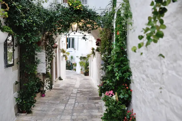 beautiful view of scenic narrow alley with plants, Ostuni, Apulia, southern Italy