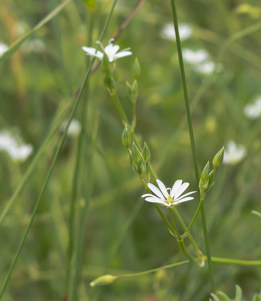 istock Closeup of white tiny flower in the meadow 935420958