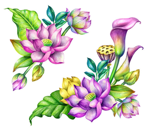 акварель ботанические иллюстрации, лотос цветочные элементы дизайна, угол, тропические цветы расположение, восточный сад природы, зеленые  - lotus japan water lily vegetable garden stock illustrations