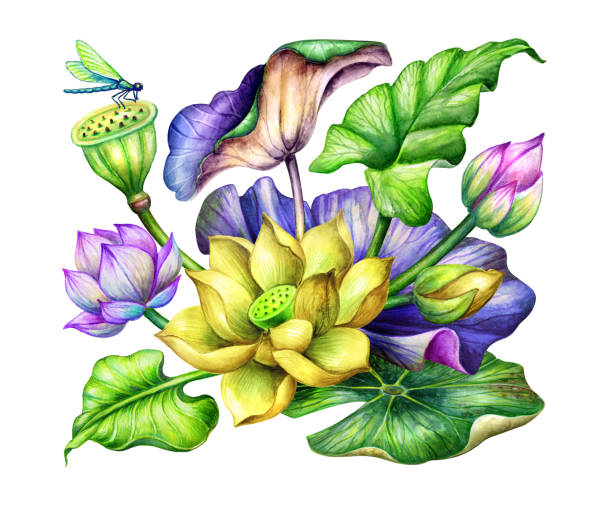 수채화 식물 그림, 꽃 꽃이 부 용, 로터스 인사말 카드, 이국적인 꽃, 신부 부케, 동양 정원 자연, 녹색 잎, 흰색 배경에 고립 된 클립 아트 - lotus japan water lily vegetable garden stock illustrations