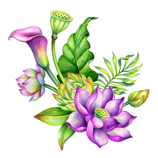 illustrazioni stock, clip art, cartoni animati e icone di tendenza di illustrazione botanica acquerello, disposizione floreale tropicale, biglietto d'auguri, fiori esotici, bouquet nuziale, natura giardino orientale, loto, giglio calla, foglie verdi, lotos, clip art isolato su sfondo bianco - lotus japan water lily vegetable garden