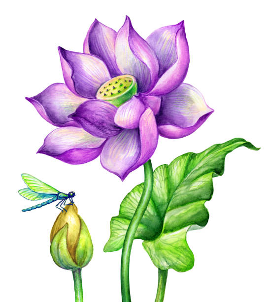 illustrazioni stock, clip art, cartoni animati e icone di tendenza di illustrazione botanica acquerello, fiori di lotos rosa, natura giardino orientale, lillies d'acqua, foglia verde, chinoiserie, loto, clip art floreale tropicale isolato su sfondo bianco - lotus japan water lily vegetable garden