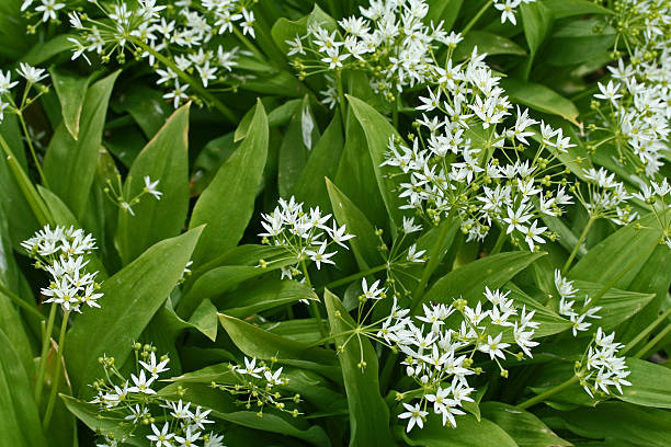 bear´s garlic  ramson stock pictures, royalty-free photos & images