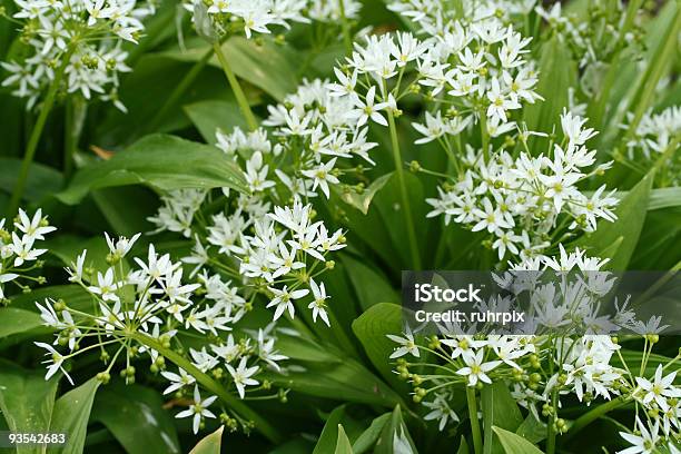 Photo libre de droit de Prenez Lail banque d'images et plus d'images libres de droit de Ail - Liliacées - Ail - Liliacées, Ail - Légume à bulbe, Ail des ours