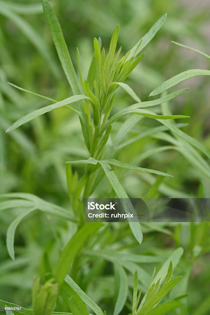 Estragón - Foto de stock de Artemisia tridentata libre de derechos