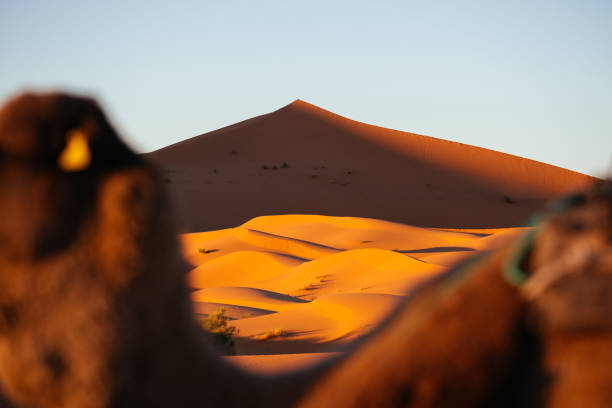 istock Erg Chebbi Sand Dune at Sunrise, Morocco, Africa 935428924