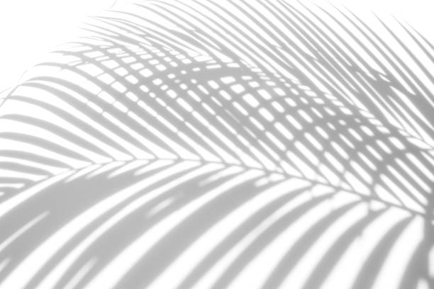 istock abstract background of shadows palm leaves on a white wall. White and Black 935431496