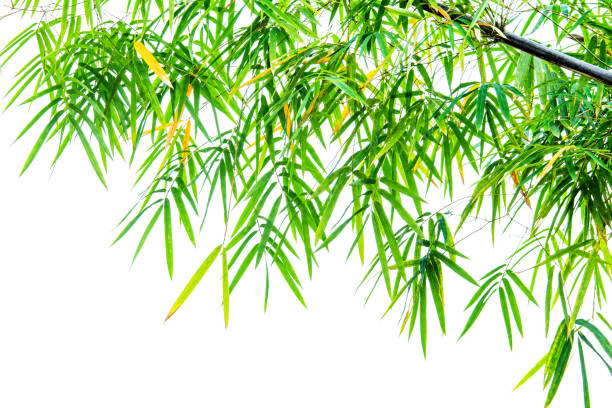 Tropical green bamboo leaves background