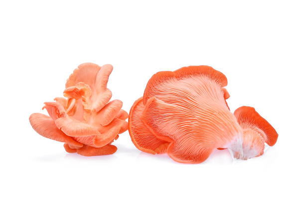 istock pink oyster mushroom isolated on white background 935432470