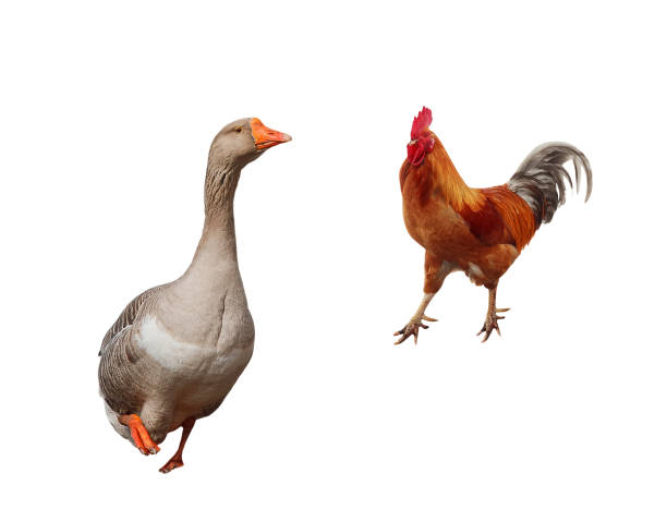 istock farm birds grey goose and red cock on white isolated background 935432720