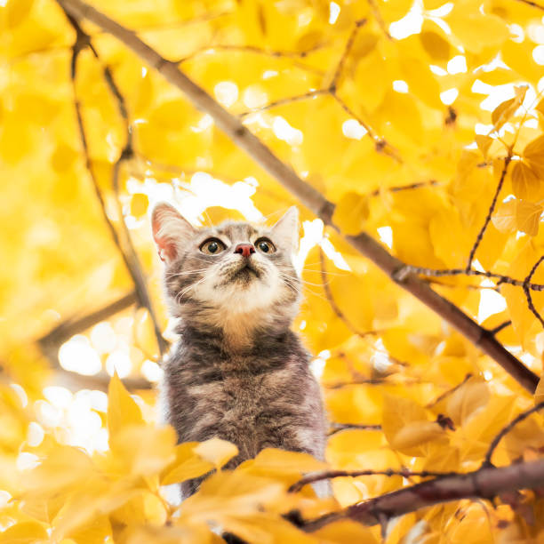 istock cute playful tabby kitten looks up while sitting on a tree trunk in a Sunny bright day 935432736