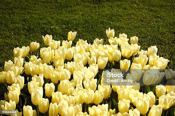 Photo libre de droit de Tulipes banque d'images et plus d'images libres de droit de Couleur verte - Couleur verte, Flore, Herbe