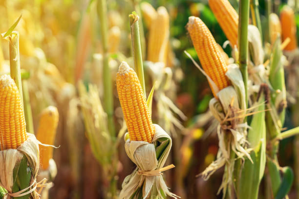 dry cob of ripe corn on green field at sunlight. - agriculture close up corn corn on the cob imagens e fotografias de stock