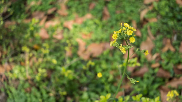 istock Sunflower Plant Crop In A Garden 935445366