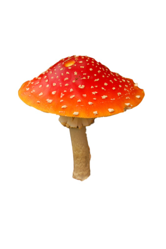 Mushroom in nature