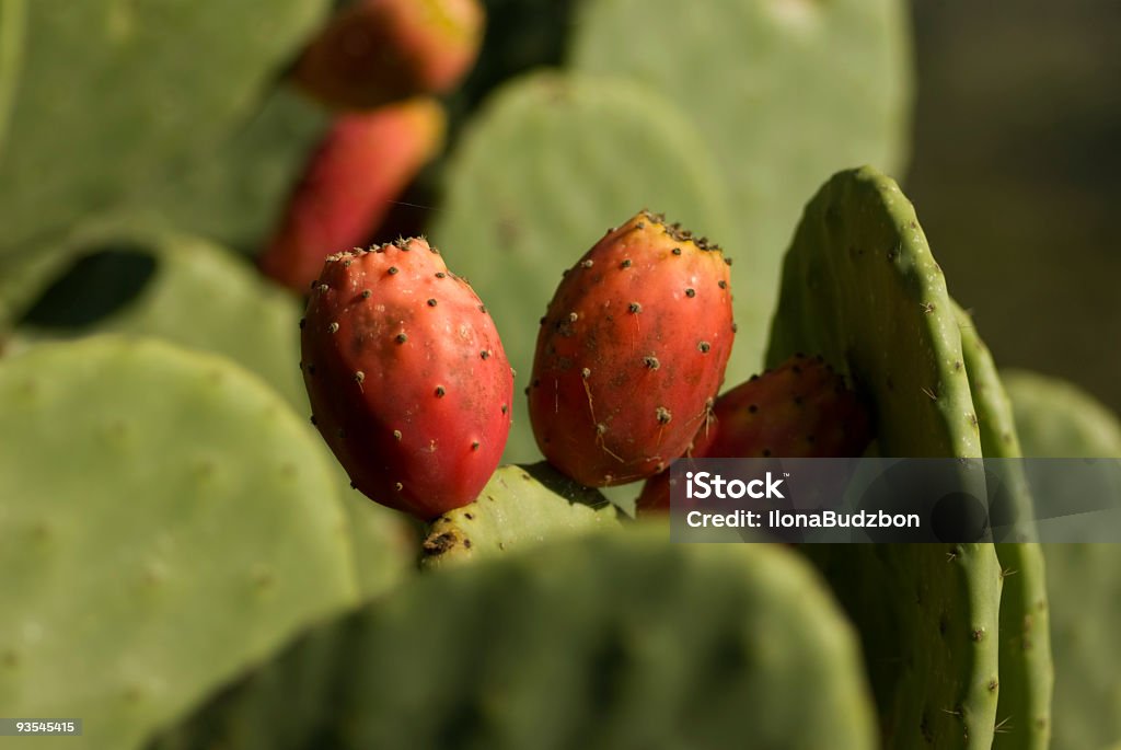 ガラパゴスウチワサボテン赤色のフルーツ - アウトフォーカスのロイヤリティフリーストックフォト