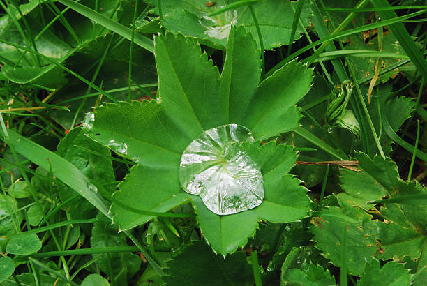 water in a natural leaf stock photo