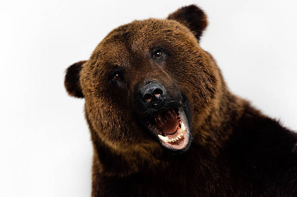 big roared bear with opened mouth stock photo