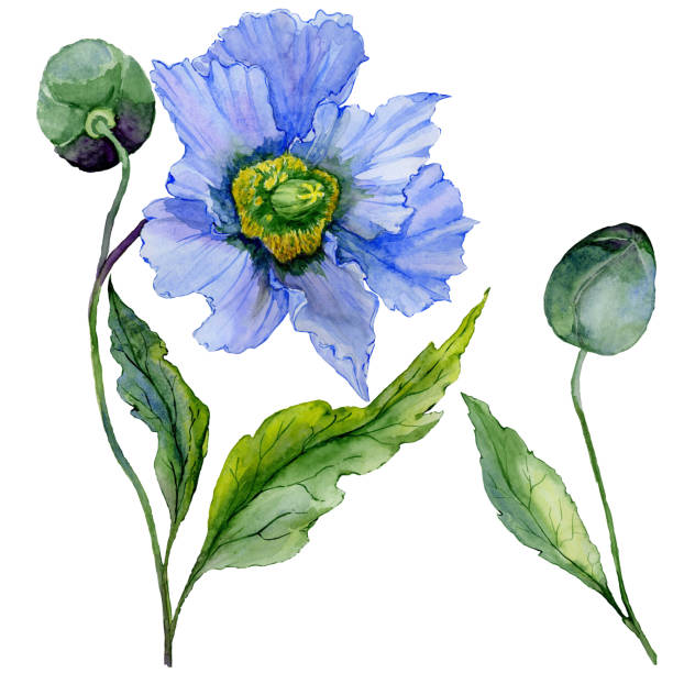 schöne blaue mohn blume mit grünen blättern. -große meconopsis blume und stammen mit einer knospe, die isoliert auf weißem hintergrund. detailliert und realistisch. aquarellmalerei. - branch twig bud isolated stock-grafiken, -clipart, -cartoons und -symbole