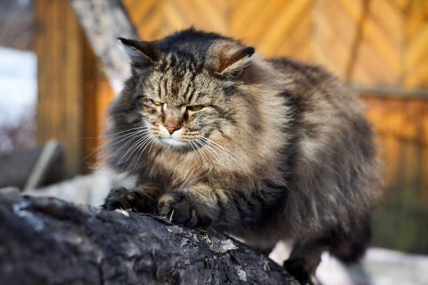 istock siberian cat sharpen claws on tree 935472434