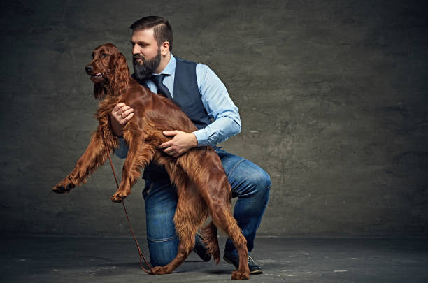 meo idade masculino e irish red setter. - place setting fotos - fotografias e filmes do acervo