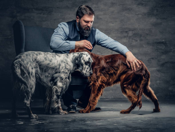 macho barbudo e dois cachorros setter irlandês. - place setting fotos - fotografias e filmes do acervo