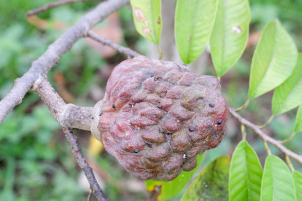 Mulwo fruit or also called buah nona or Annona reticulata Mulwo fruit or also called buah nona or Annona reticulata annona reticulata stock pictures, royalty-free photos & images