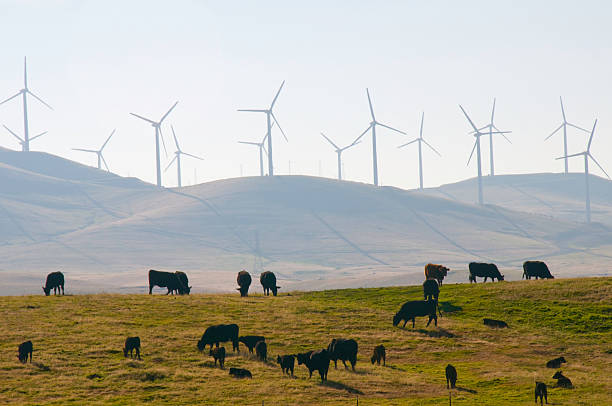 Rind und Windenergie in Kalifornien – Foto