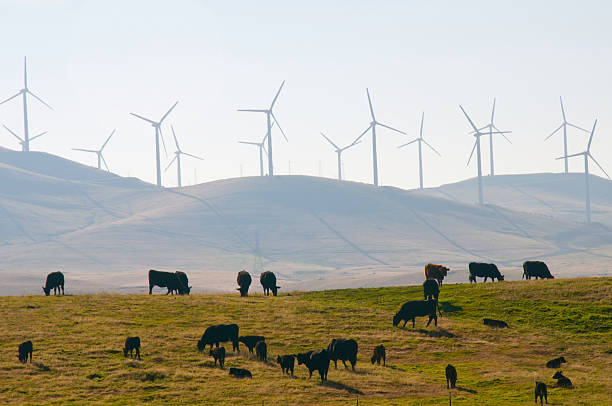 Bovinos e energia eólica na Califórnia - fotografia de stock