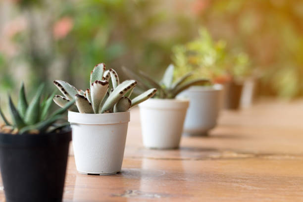 istock Soft focus of Succulents or cactus in pot. 935479694