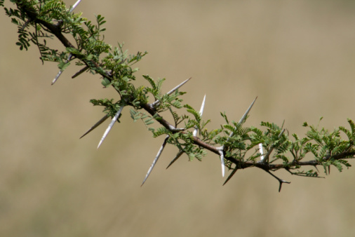Thorns of an Acacia tree. South- Africa.